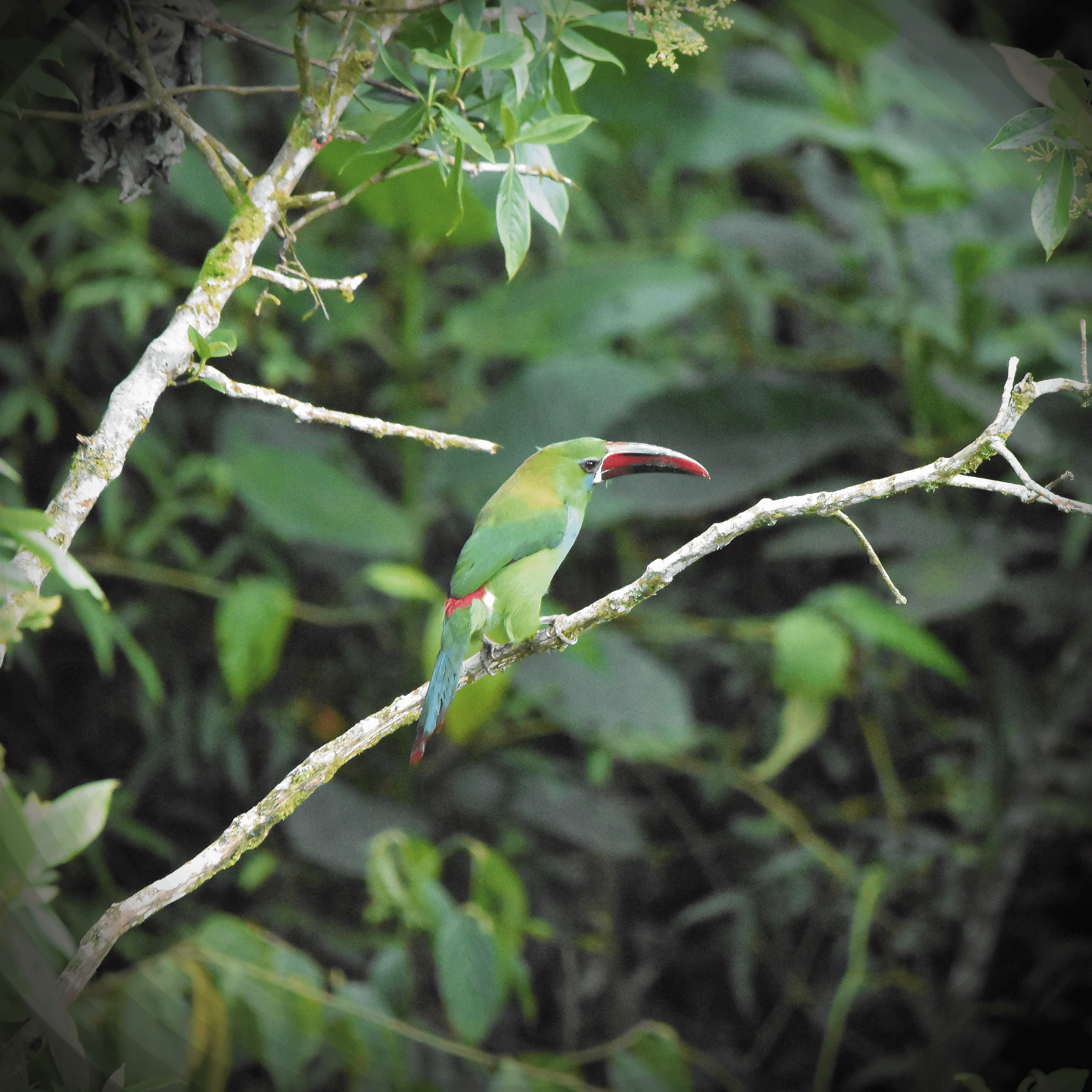 Avistamiento de aves en Mantoverde