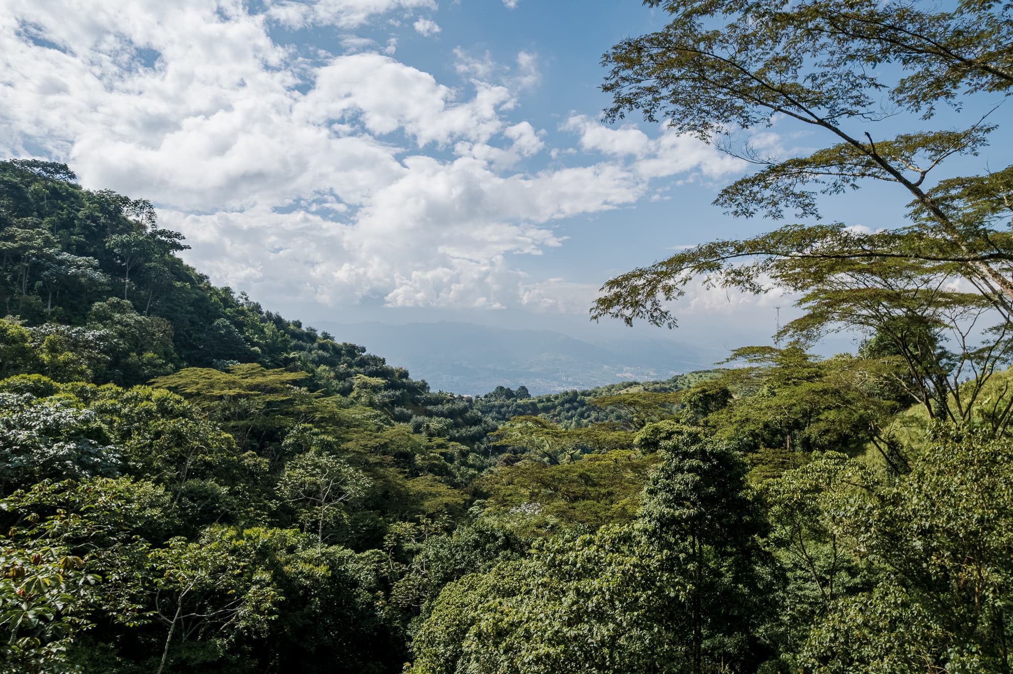 Paisaje verde y montañoso del Eje Cafetero